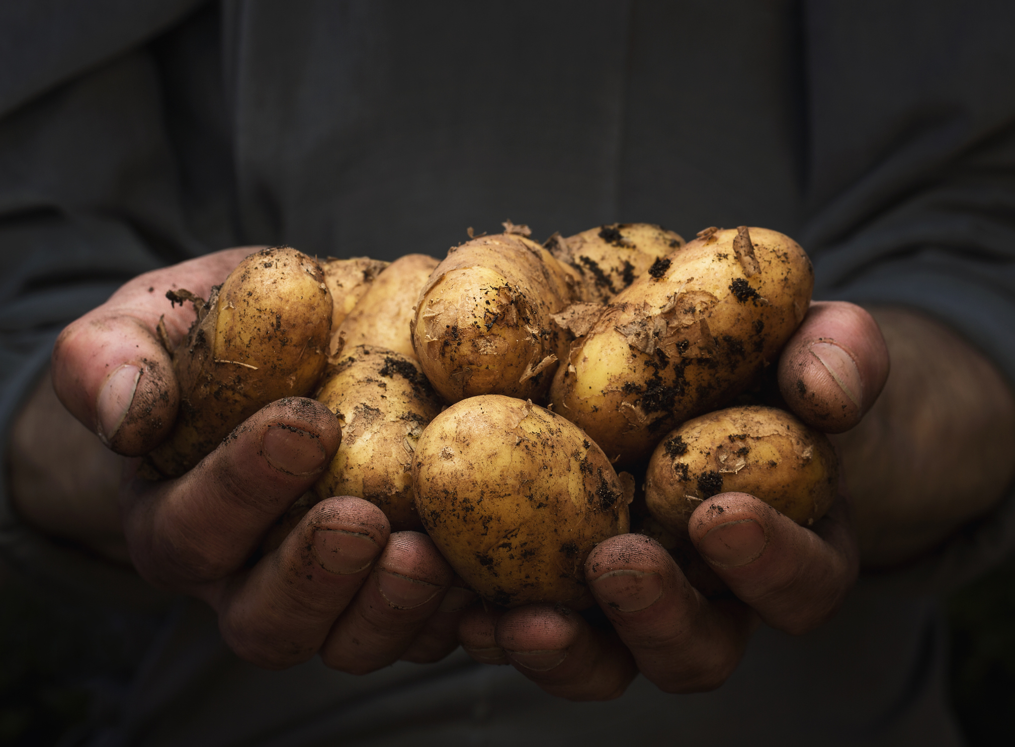 Der Dreck auf den Kartoffeln wird schön den Magen reinigen! © Nastco
