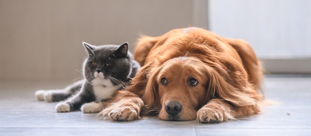Hunde und Katzen sind dir zu langweilig?