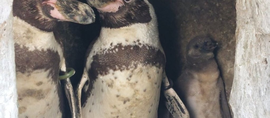 Schwules Pinguin-Paar aus englischem Zoo adoptiert ein Baby