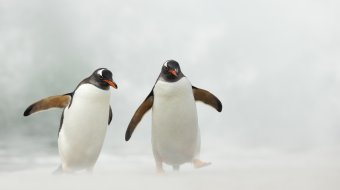 Schwules Pinguin-Paar Sphen und Magic