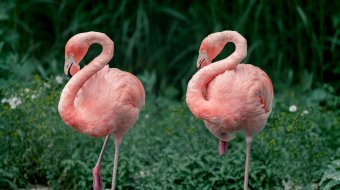 Schwules Flamingo-Paar in englischem Zoo adoptiert ein Küken