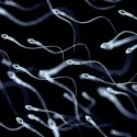 Von Datenträger bis Allergie – die verrückte Welt des Spermas